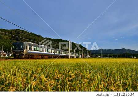 鉄道　列車　JR　嵯峨野線　山陰本線京都口　普通　ローカル　田んぼ　田園　稲穂　秋　収穫　米　京都米 131128534