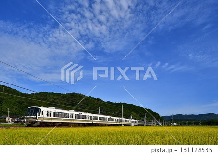 鉄道　列車　JR　嵯峨野線　山陰本線京都口　普通　ローカル　田んぼ　田園　稲穂　秋　収穫　米　京都米 131128535
