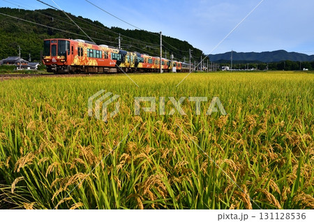 鉄道 列車 JR 嵯峨野線 山陰本線京都口 普通 ローカル 田んぼ 田園 稲穂 秋 収穫 米 京都米 鉄道 列車 JR 嵯峨野線 山陰本線京都口 普通 ローカル 田んぼ 田園 稲穂 秋 収穫 米 京都米 131128536