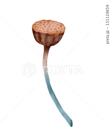 A beautiful and isolated Water Lily Seed Pod depicted with an Artistic Watercolor Effect 131128659