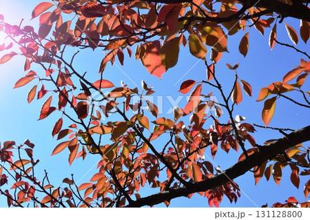 青空と紅葉 秋イメージ 131128800