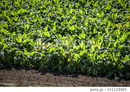 広がる収穫時期の大根畑 131128965