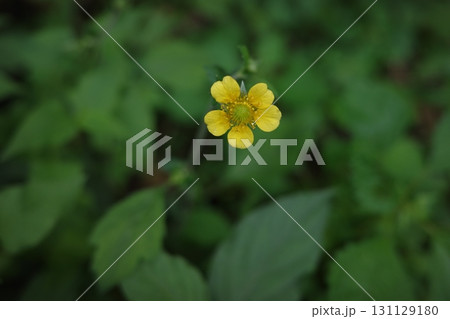 一面が緑に包まれた森の中で、鮮やかな黄色いダイコンソウの花がひときわ目立っています。初夏の森を彩る、 一面が緑に包まれた森の中で、鮮やかな黄色いダイコンソウの花がひときわ目立っています。初夏の森を彩る、 131129180
