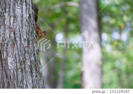 木の上のリス 木の上のリス 131129197