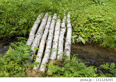 小川にかかる白樺の橋 131129265