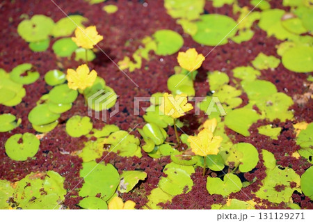 アサザの花 131129271