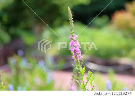 ミソハギの花 ミソハギの花 131129274