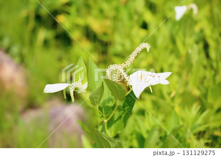 ハンゲショウの花 131129275