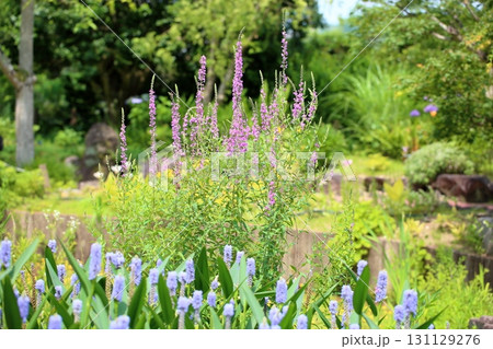 ミソハギの花 131129276