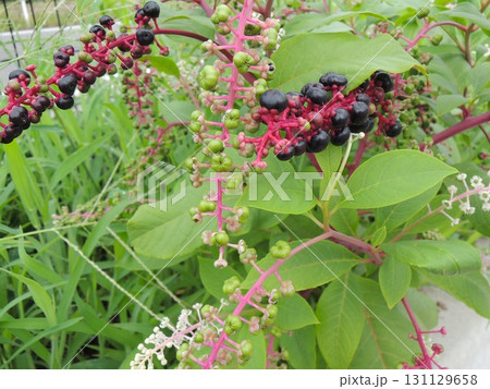 ヨウシュヤマゴボウ（洋種山牛蒡） 131129658