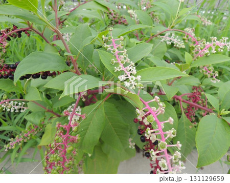 ヨウシュヤマゴボウ（洋種山牛蒡） 131129659