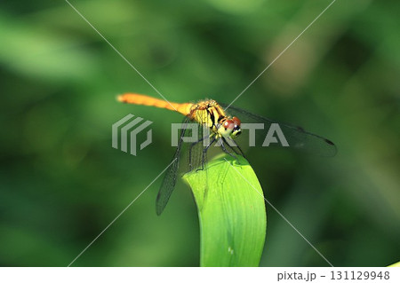 トンボ（岡山県赤磐市） 131129948