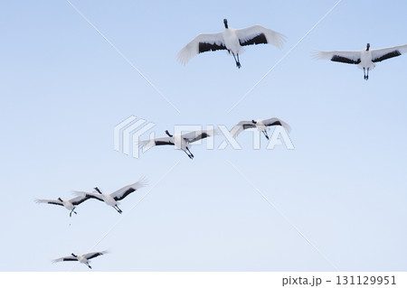 青空を飛ぶタンチョウの群れ 131129951