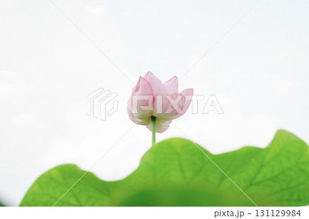 蓮の花とつぼみ 131129984