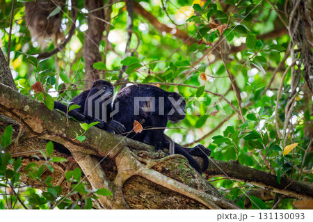 Howler monkeys Howler monkeys 131130093