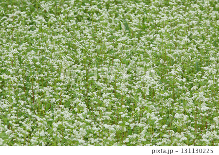 花満開のそば畑 日本一のそば畑 日本一のそばの町 幌加内町 花満開のそば畑 日本一のそば畑 日本一のそばの町 幌加内町 131130225