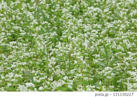 花満開のそば畑　日本一のそば畑　日本一のそばの町　幌加内町 131130227