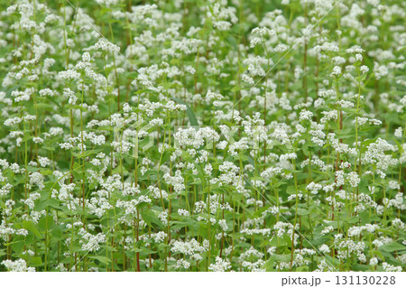 花満開のそば畑　日本一のそば畑　日本一のそばの町　幌加内町 131130228