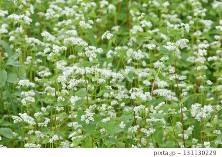 花満開のそば畑　日本一のそば畑　日本一のそばの町　幌加内町 131130229