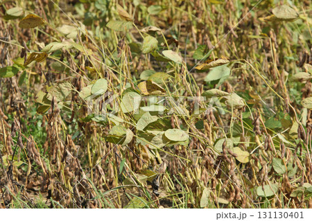 収穫間近の大豆畑　秋の大豆畑　大豆畑　枝豆　大豆 131130401