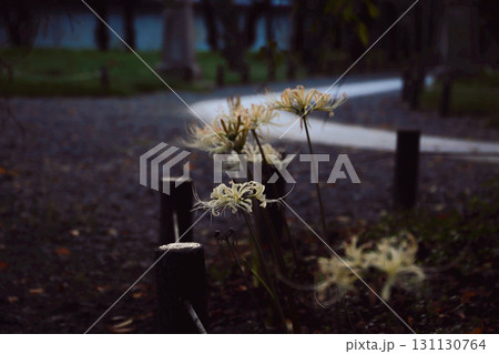 朝日に照らされた白い彼岸花 131130764