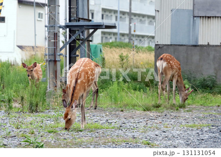 市街地で悠然と草を食むエゾシカ　エゾシカ　南稚内駅構内 131131054