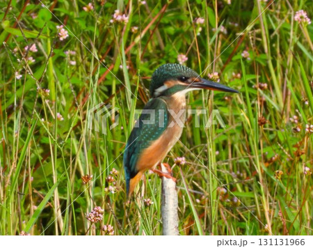 草地の前に立つ枯れ枝にとまるカワセミ 131131966