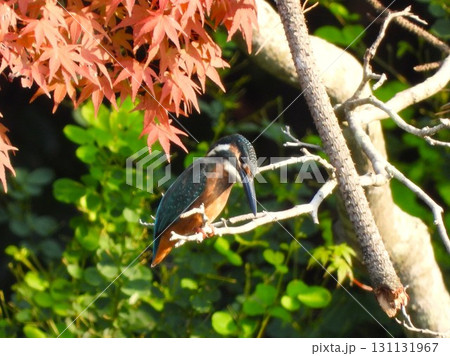 赤いモミジの前のカワセミ4 赤いモミジの前のカワセミ4 131131967