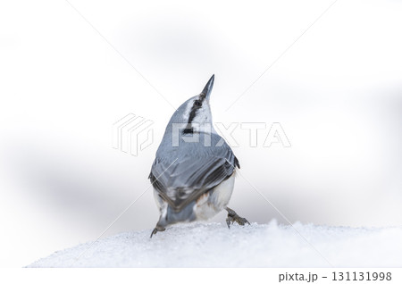 シロハラゴジュウカラ 札幌市 シロハラゴジュウカラ 札幌市 131131998