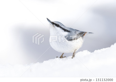 シロハラゴジュウカラ　札幌市 131132000