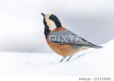 ヤマガラ　札幌市 131132001