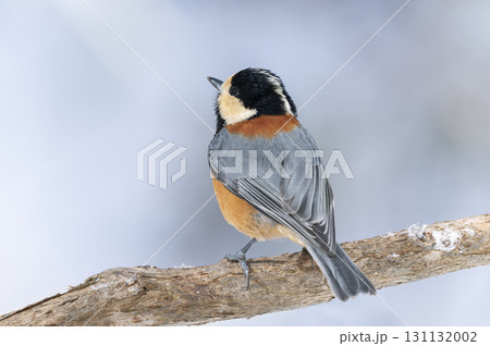 ヤマガラ 札幌市 ヤマガラ 札幌市 131132002