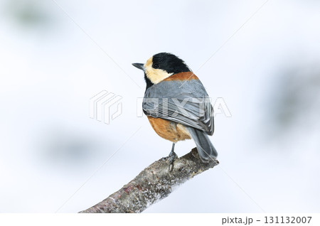 ヤマガラ　札幌市 131132007