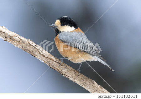 ヤマガラ　札幌市 131132011