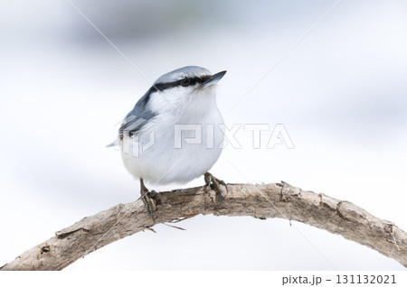 シロハラゴジュウカラ 札幌市 シロハラゴジュウカラ 札幌市 131132021