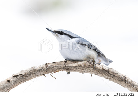 シロハラゴジュウカラ 札幌市 シロハラゴジュウカラ 札幌市 131132022