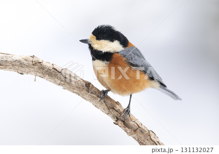 ヤマガラ　札幌市 131132027