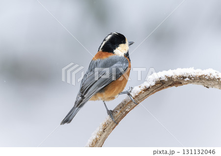 ヤマガラ　札幌市 131132046