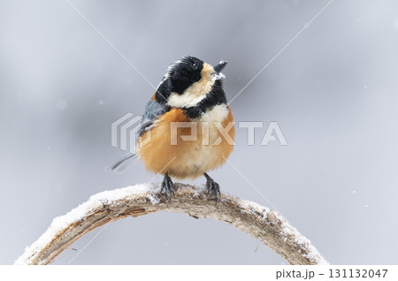 ヤマガラ　札幌市 131132047