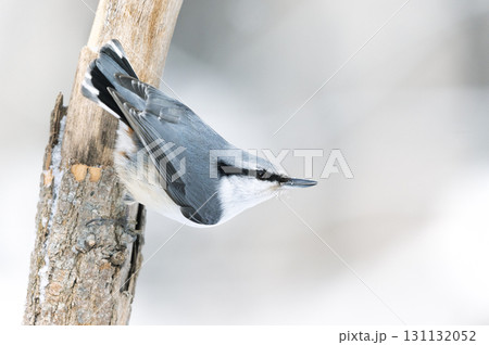 シロハラゴジュウカラ　札幌市 131132052