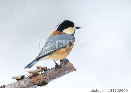 ヤマガラ 札幌市 ヤマガラ 札幌市 131132060