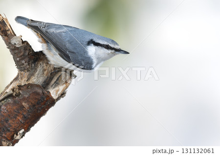 シロハラゴジュウカラ　札幌市 131132061