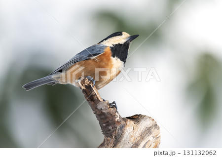 ヤマガラ　札幌市 131132062