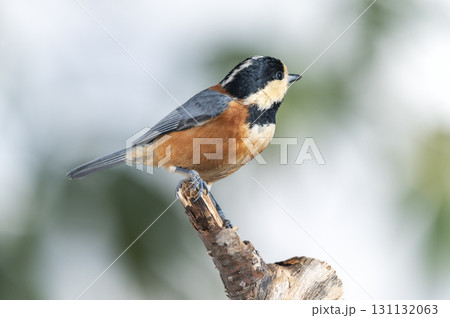 ヤマガラ　札幌市 131132063