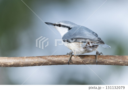 シロハラゴジュウカラ 札幌市 シロハラゴジュウカラ 札幌市 131132079