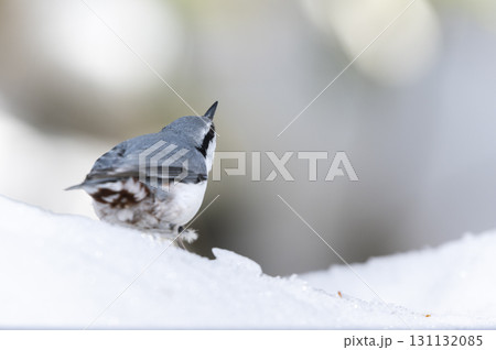 シロハラゴジュウカラ 札幌市 シロハラゴジュウカラ 札幌市 131132085