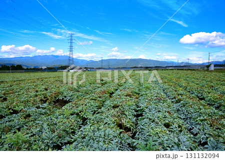 尾瀬方面の山並が見えるコンニャク畑　高原野菜　赤城高原　昭和村 131132094
