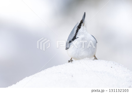 シロハラゴジュウカラ　札幌市 131132103