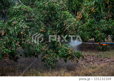Farmer spraying liquid fertilizer to longan tree. These fertilizers are able to provide plants with the food that they need to survive via a couple of different delivery methods. Farmer spraying liquid fertilizer to longan tree. These fertilizers are able to provide plants with the food that they need to survive via a couple of different delivery methods. 131132104