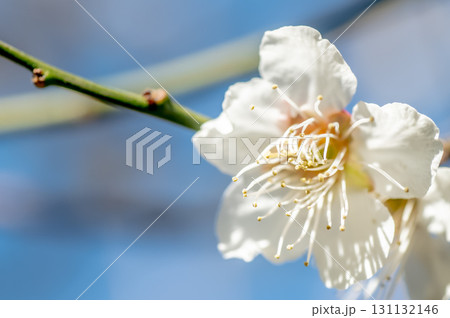 青い空と白い梅の花 131132146
